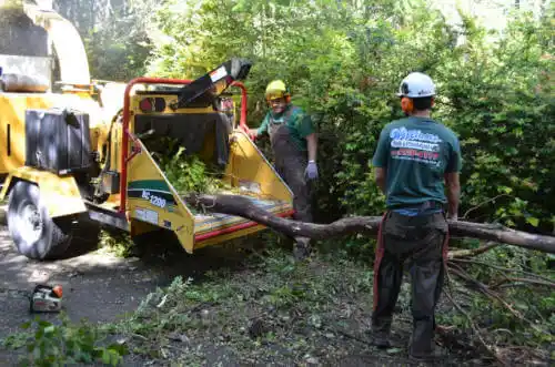 tree services Fleming Island